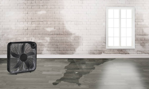 Best Carpet water damage restoration  in Fall River, MA